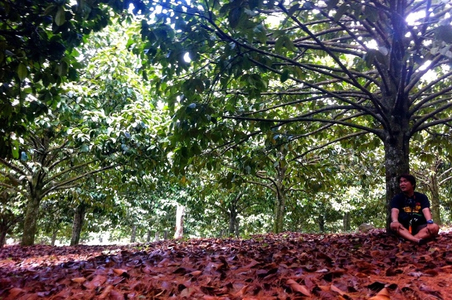 Mangosteen Plantation at Eden Nature Park, Eden Bayabas, Toril, Davao City.