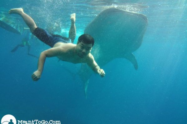 Swimming with whaleshark in Oslob