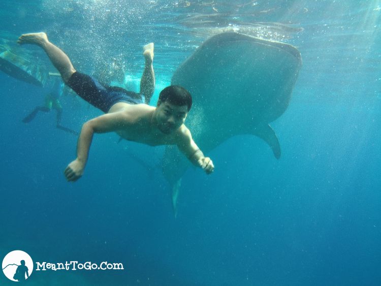 Swimming with whaleshark in Oslob