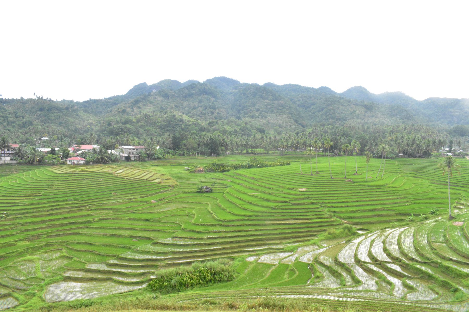 Cadapdapan Rice Terraces, Candijay, Bohol, Philippines
