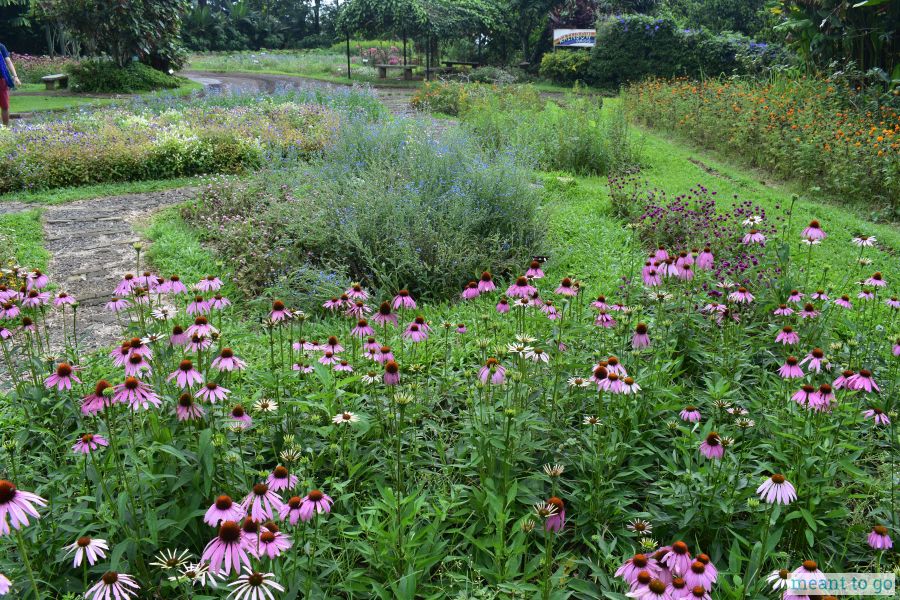 Flower Garden near the Amphitheater - Eden Nature Park, Davao City