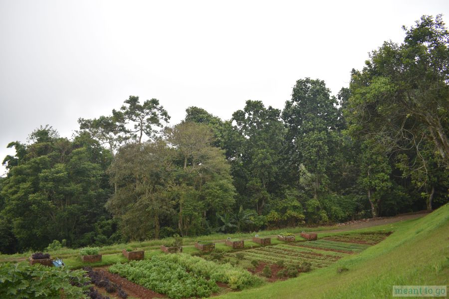Lines of vegetable garden at Bahay Ni Lola, Eden Nature Park, Davao City