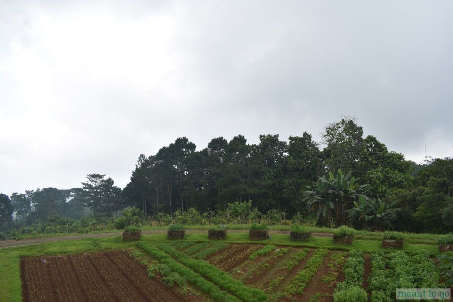 Vegetable Farm at Bahay Ni Lola