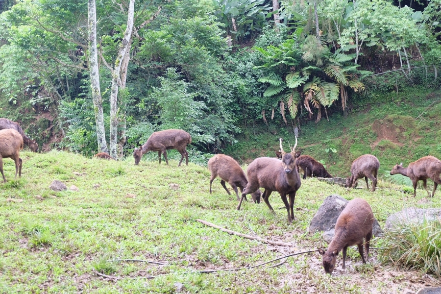 A herd of deer at Eden Nature Park, Eden Bayabas, Toril, Davao City