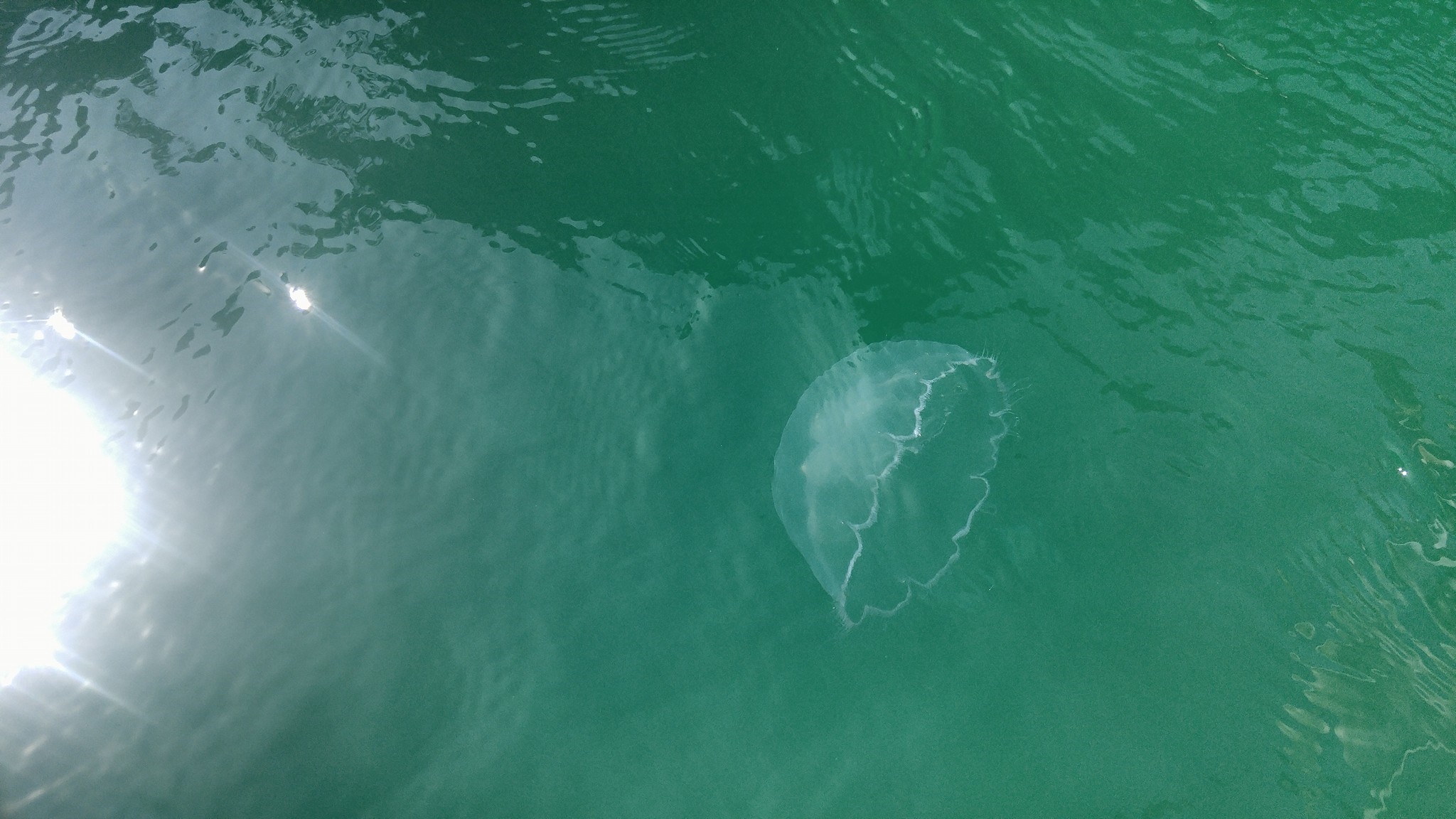 Jellyfish Sanctuary, Sohoton, Bucas Grande