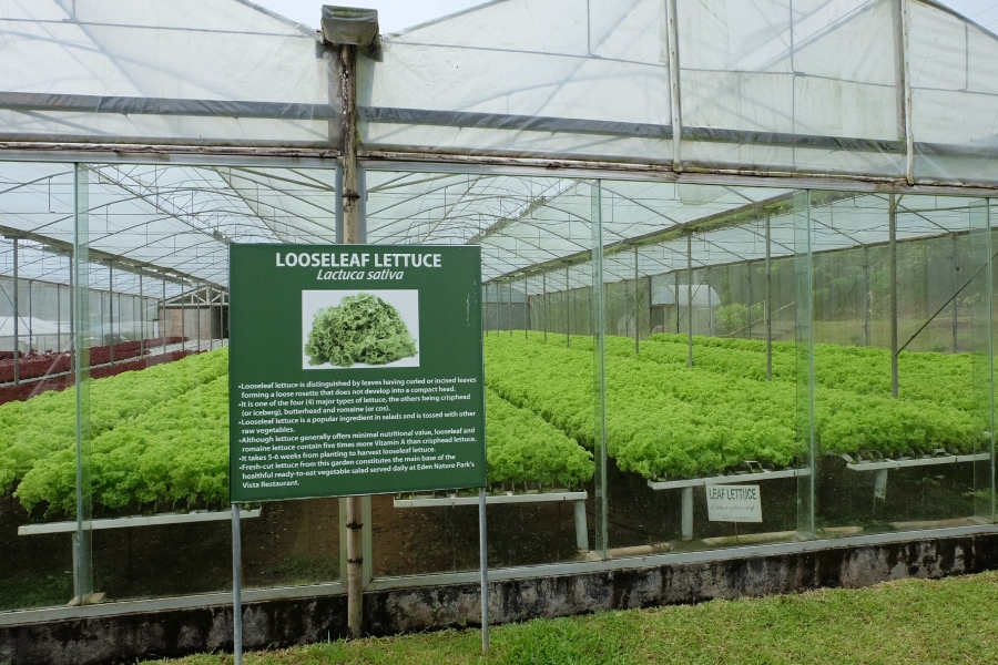 Hydroponic Garden at Eden Nature Park, Davao City