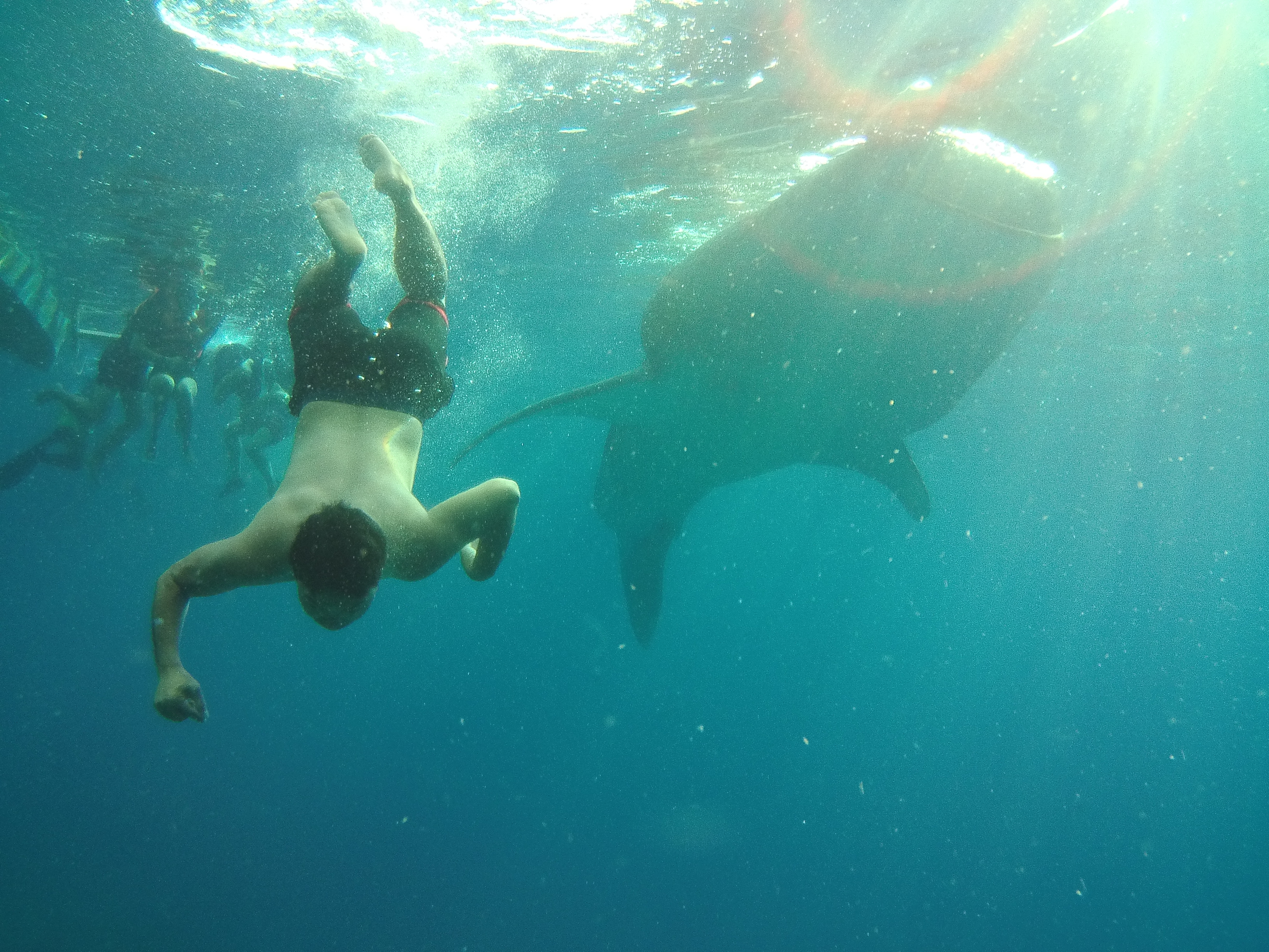 Swimming with Whale Shark in Oslob