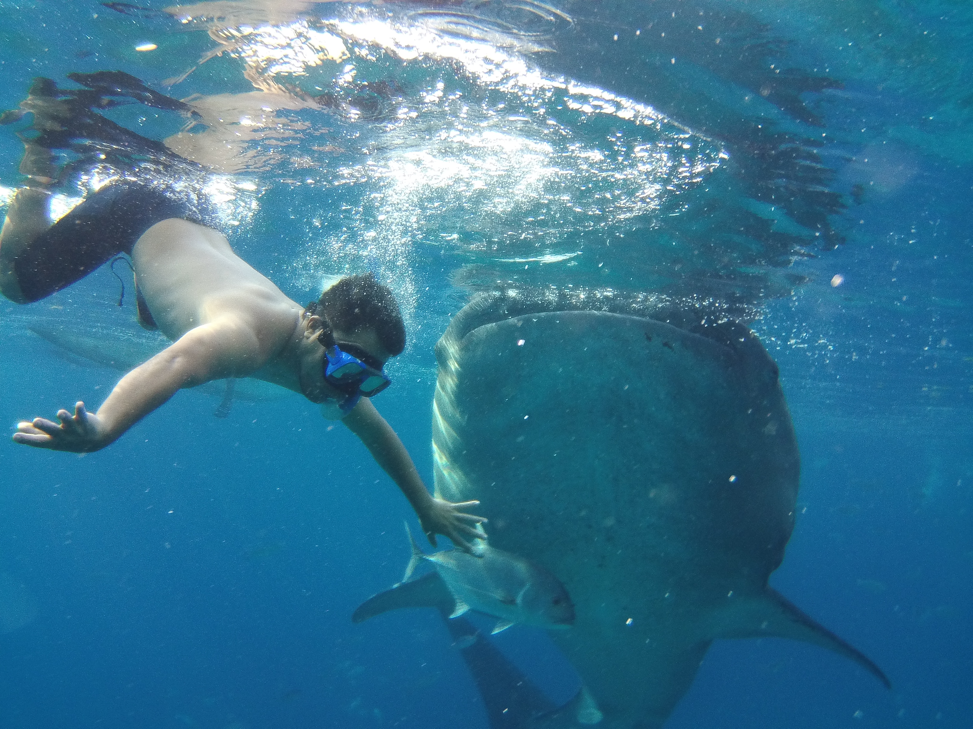 Swimming with whale shark in Oslob