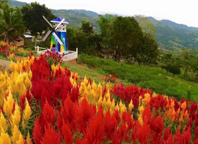 Sirao Flower Farm , Cebu City