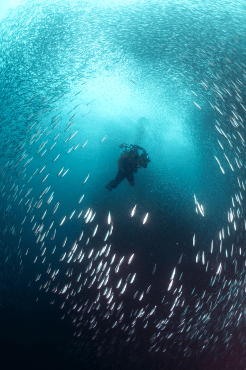 Swimming with Sardines in Moalboal, Cebu 