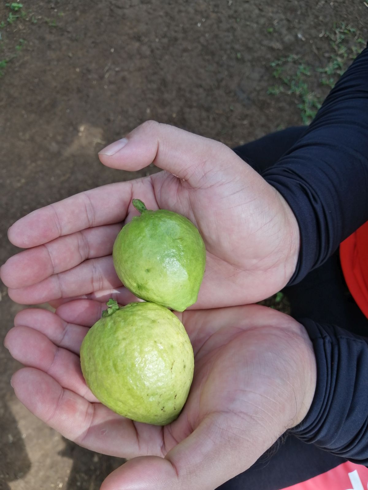 Guava along the trail of Mount Dinor in Santa Cruz, Davao del Sur