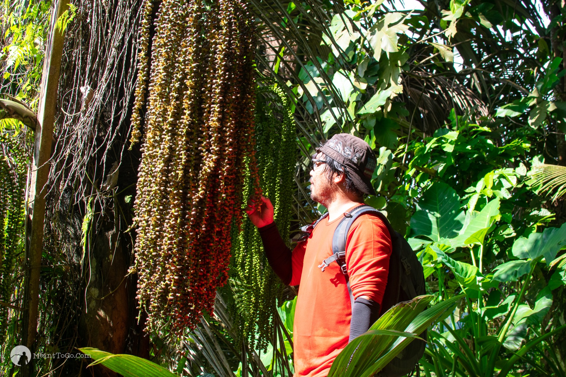 Kaong - an exotic plant found in Mount Dinor, Santa Cruz, Davao del Sur