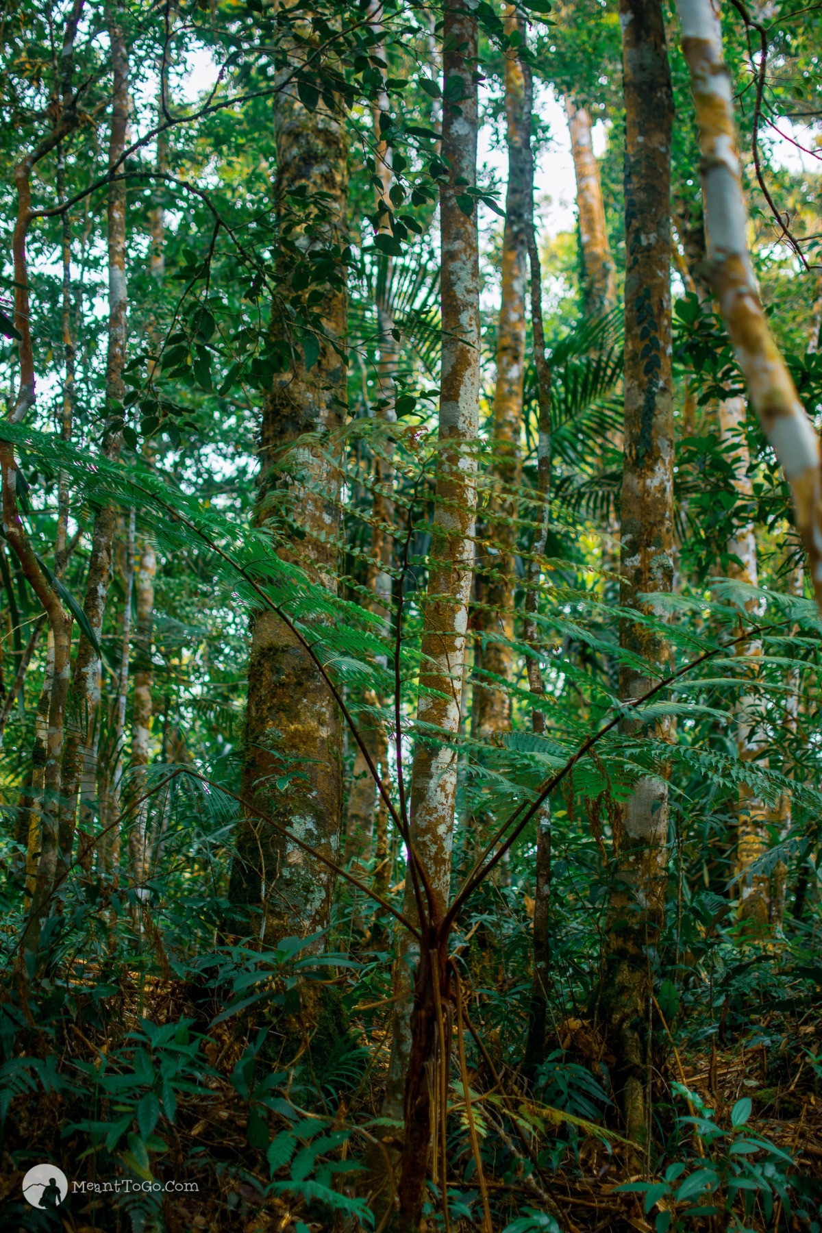 towering trees near the summit of mount dinor