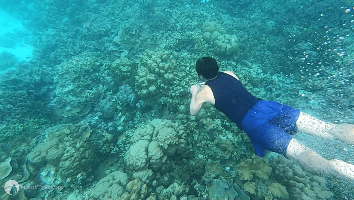 O Jardim de Corais na Ilha Talicud, Samal